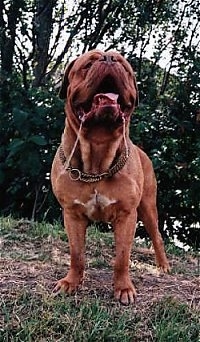Donar the Dogue de Bordeaux is standing in brown grass out in a field with an open mouth and there is about a foot of drool hanging from each side.