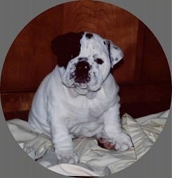 Mugzy the Bulldog as a Puppy sitting on a bed in front of a dresser
