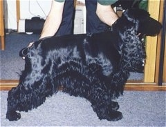 Right Profile - Bleki the black English Cocker Spaniel is being posed in a stack by the person behind him