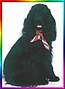 Bleki the black English Cocker Spaniel is wearing a red and white bowtie. The border around the image is rainbow