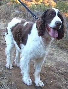 Disney the brown and white English Springer Spaniel is walking through a dirt path and there is tall brown grass and weeds behind her. Disney's mouth is open and tongue is out