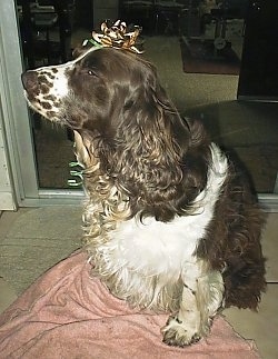 Close Up - Maggie the brown and white English Springer Spaniel is sitting in front of a sliding door. There is a gold ribbon on her head
