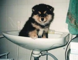A black and tan Finnish Lapphund puppy is standing in a white sink with one paw on the side.