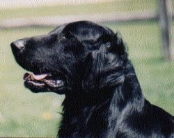 Close Up side profile head shot - A black Flat-Coated Retriever is outside and looking to the left. Its mouth is open and tongue is out a little