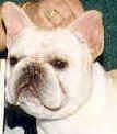 Close Up head shot - A white French Bulldog is standing in front of a person who has a hand over it