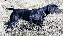 A black German Shorthaired Pointer is pointing to the right in a field.