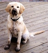 A Golden Retriever puppy has mud on its paws and face and is sitting on a wooden deck