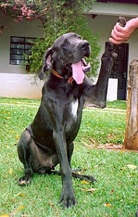 A black with white Great Dane is sitting in grass with its right paw in the hand of a person. Its mouth is open with its tongue hanging out to the left side. There is a tan house in the background.