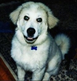 A happy looking Great Pyrenees is sitting on a rug looking up with its bottom teeth showing through its smile. 