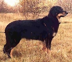 Right Profile - A black with tan Hovawart dog is standing in brown medium sized grass