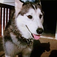 Close up front view - A black and white Siberian Husky is standing on a hardwood porch, it is looking forward, its mouth is open and tongue is sticking out. The dog has brown eyes.