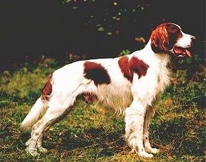 Right Profile - A red and white Irish Setter is standing in grass. Its mouth is open and its tongue is out