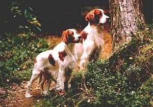 Two white with red Irish Setters are standing on a grassy hill next to a tree in the woods.
