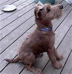An Irish Terrier puppy is sitting on a wooden deck