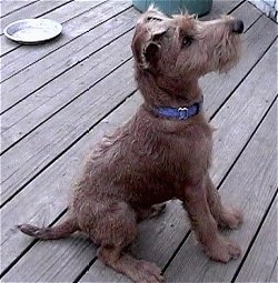 are pig ears bad for a irish terrier