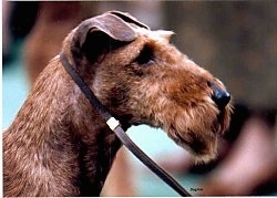 Close Up - An Irish Terriers face at a dog show.