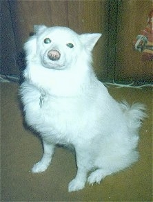 A Japanese Spitz is sitting in a room in front of a brown wall