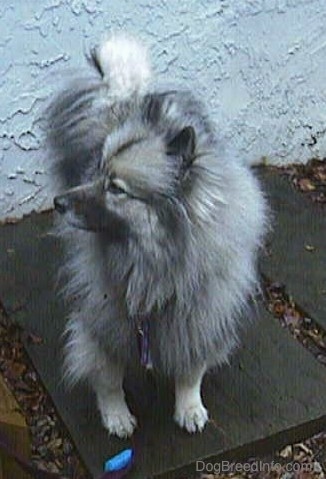 A Keeshond is standing on a gray flagstone in front of a house that has a spackled wall looking to the left.