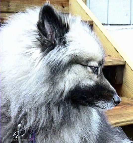 Close Up - A Keeshond is sitting in front of wooden deck steps and looking down and to the right