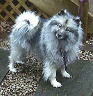 A Keeshond is standing outside on a stone walkway with flag stones between the small white stone with a wooden deck behind it and its head is tilted to the right