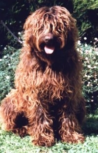Australian Labradoodle sitting outside in a lawn with its mouth open and tongue out