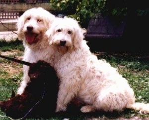 Three Australian Labradoodles sitting together in a lawn, two white adults and one brown puppy