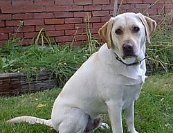 A yellow Labrador Retriever is sitting in grass in front of a brick wall.