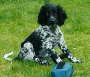 A black and white Large Munsterlander puppy is sitting in grass and looking forward. There is a green camera case on the ground in front of it.