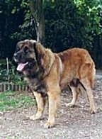 A Leonberger is standing in dirt and it is looking forward. Its mouth is open and tongue is out.