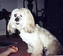 A long-haired tan and white Lhasa Apso dog is sitting on a carpet and there is an arm in front of it. The dog reminds me of Bugs Bunny with drop ears because of the way its front teeth are showing.