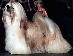 A tan and white longhaired Lhasa Apso is standing on a table and behind it is a person posing it in a stack.