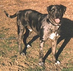 Louisiana Catahoula Leopard Dog is standing in grass with its mouth open and tongue out