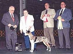 Louisiana Catahoula Leopard Dog at a dog show is posing in front of Four people. Two People are holding ribbons. One Person is holding the dogs leash