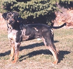 Louisiana Catahoula Leopard Dog is standing outside in front of trees on a rockside and looking towards the right
