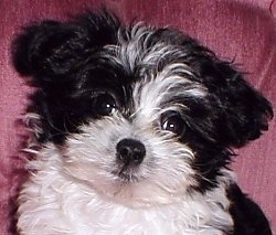 Close up head shot - A fluffy black and white Mi-ki puppy is sitting on a pink couch.
