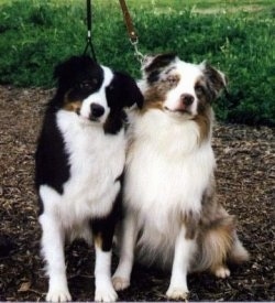 Two Miniature Australian Shepherds are sitting side by side under a tree in dirt. The dog on the left is tricolored and the dog on the right is merle tan, gray and white