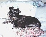 A black with white Miniature Schnauzer is laying on a blanket on a couch.