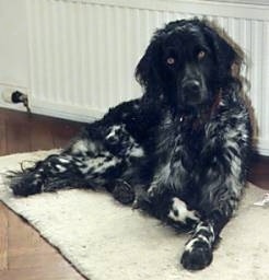 A black with white Large Munsterlander dog is laying on a tan throw rug leaning against the white wooden wall next to it.