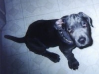 View from the top looking down at the dog - A blue Neapolitan Mastiff puppy is sitting on a white tiled floor looking up.