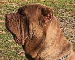 Close up side view head shot - A brown Neapolitan Mastiff is looking to the left sitting in grass. It has a lot of extra skin and is ears are cropped very small.
