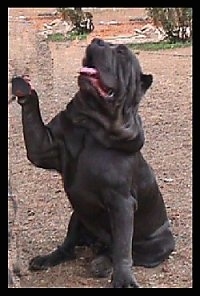 Front side view - A wrinkly, crop-eared, black Neapolitan Mastiff is sitting in brown grass with its left paw up in the air. The Mastiff is head is up and it is panting.