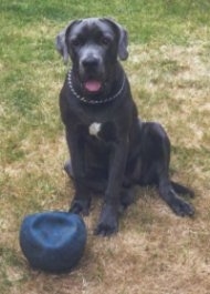 A blue with a tuft of white Neapolitan Mastiff is sitting in grass and there is a flat blue kick ball in front of it. Its mouth is open and tongue is out.