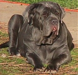 View from the front - A natural eared, extra skinned, shiny blue Neapolitan Mastiff is laying in grass in front of a sidewalk looking to the right.