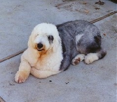 Pastor Ingles~ I am in love with this one..  English sheepdog, Old  english sheepdog puppy, Old english sheepdog