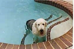 A grey with white Old English Sheepdog is standing on the steps of an in-ground swimming pool. Its mouth is open and its tongue is out.