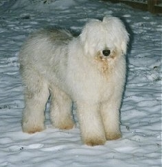 white old english sheepdog