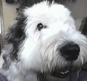 old english sheepdog blue eyes