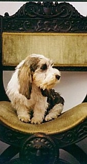 Front view - A white with black Petit Basset Griffon Vendeen dog is sitting in an olive green with wood fancy chair looking to the right.