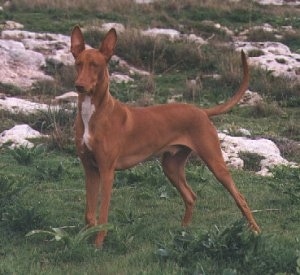 Side view - A brown with white Pharaoh Hound dog is standing in grass looking to the left.