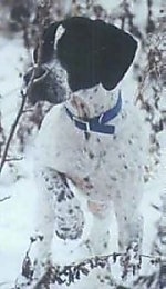 Close up front view - A white with black Pointer puppy is walking through snow and it is looking to the left.